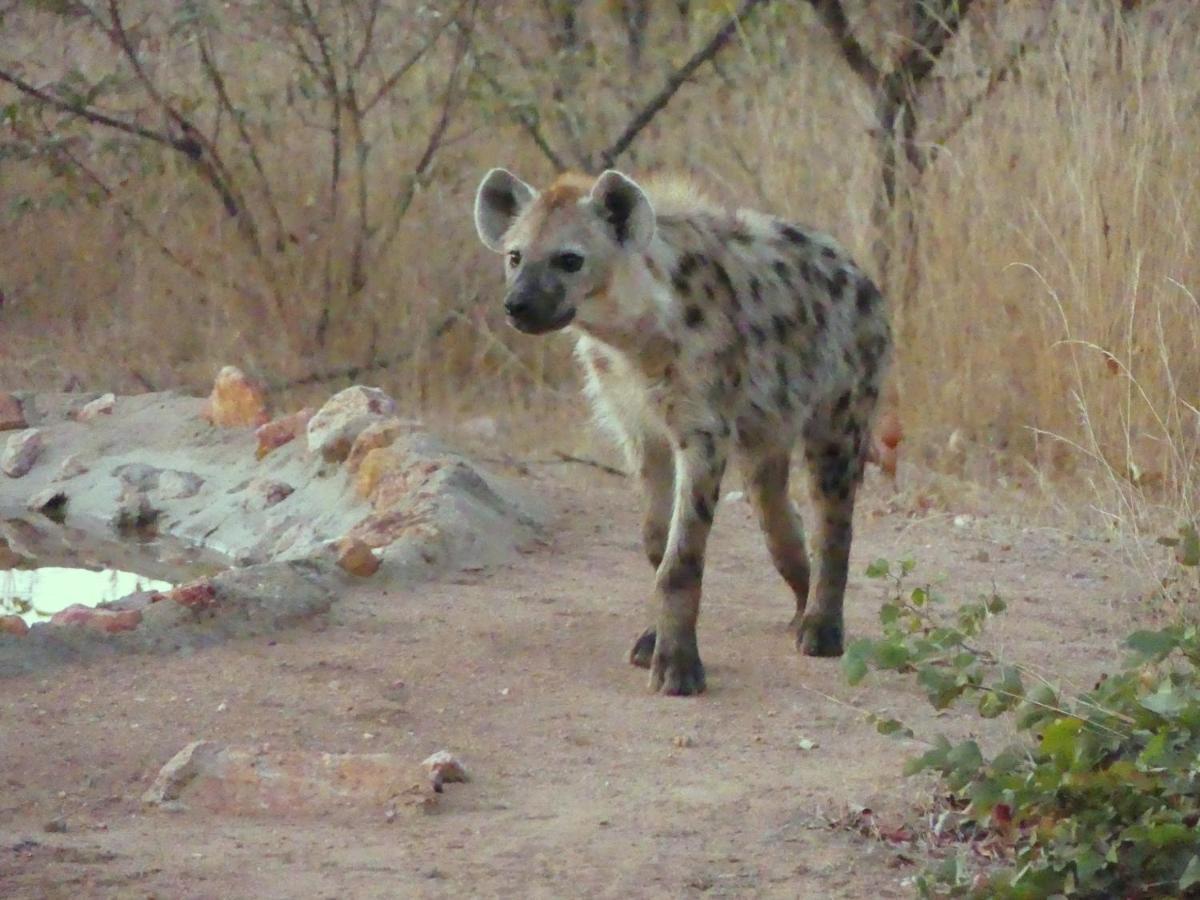 Bushvilla Umoja Kruger Phalaborwa Eksteriør bilde
