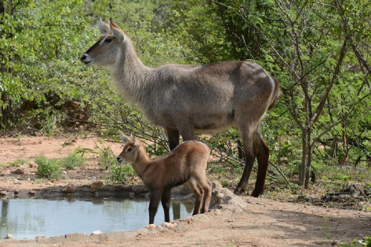 Bushvilla Umoja Kruger Phalaborwa Eksteriør bilde