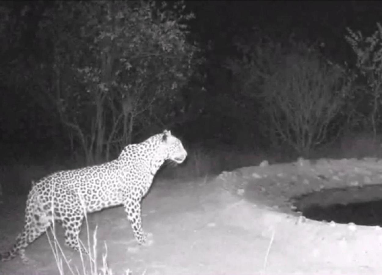 Bushvilla Umoja Kruger Phalaborwa Eksteriør bilde