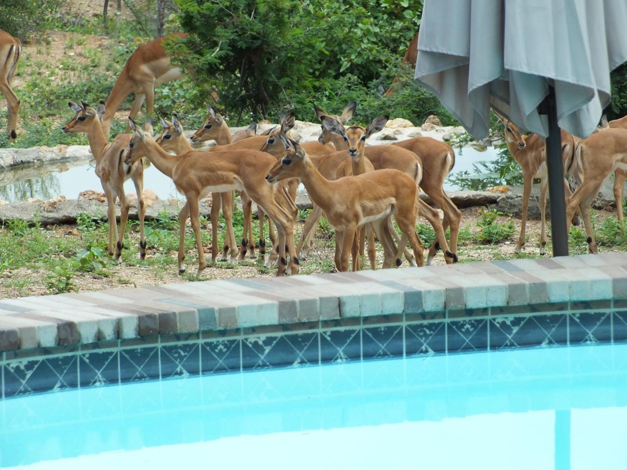 Bushvilla Umoja Kruger Phalaborwa Eksteriør bilde