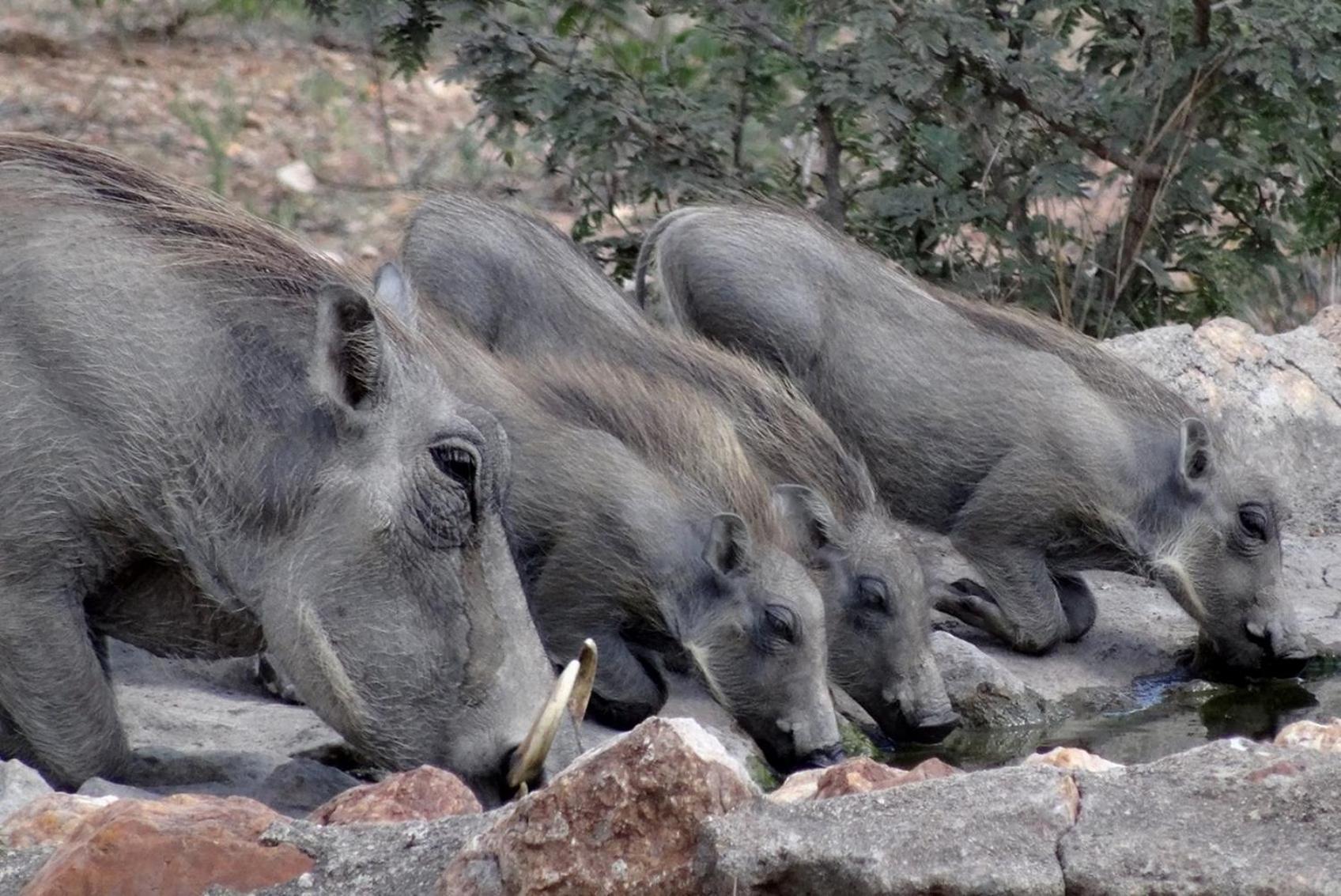 Bushvilla Umoja Kruger Phalaborwa Eksteriør bilde